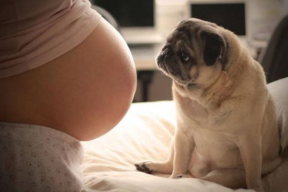 Å ha en hund kan være gunstig under graviditeten