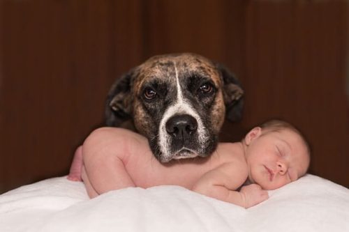 Hund beskytter baby