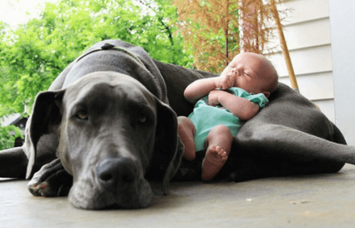 Hvordan forberede kjæledyr på en baby i huset