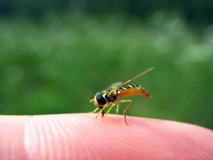 Forebygging og behandling av vepsestikk