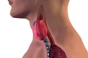 Hashimotos sykdom hos barn: Årsaker og behandling