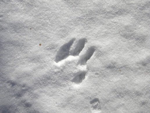 10 snøleker å leke som en familie