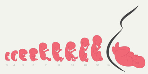 Dette skjer i åttende uke av graviditeten