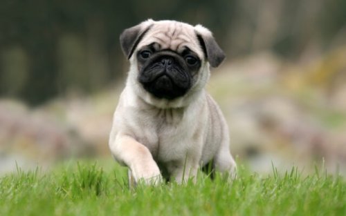 Mops