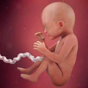 Dette skjer i den 24. svangerskapsuken