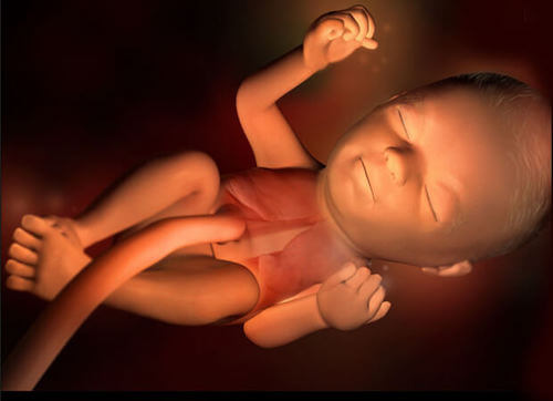 foster i den 24. svangerskapsuken