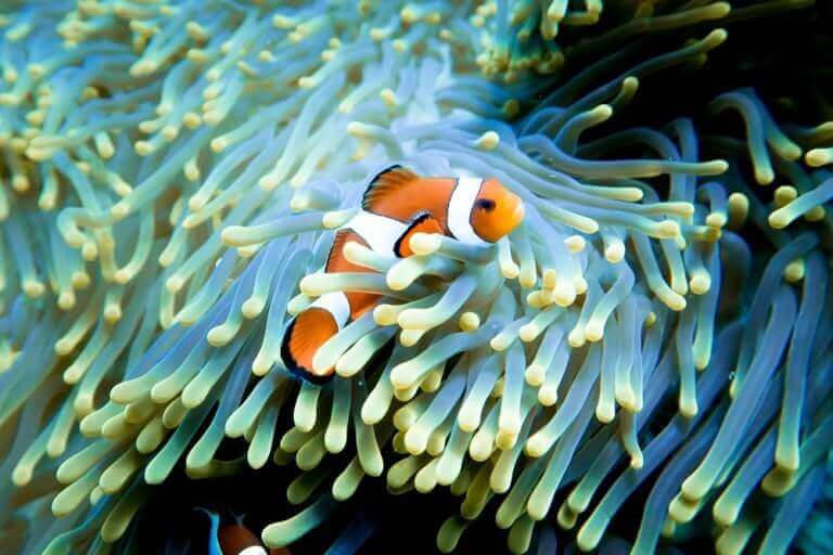 En klovnefisk som den i Oppdrag Nemo