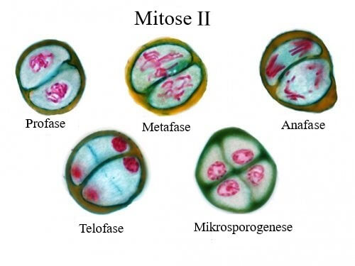 mitose