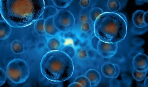 Hvordan du kan forklare for barn hva stamceller er
