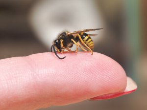 Hvordan du bør opptre når du får et vepsestikk