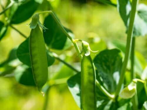 En enkel forklaring på Mendels lover