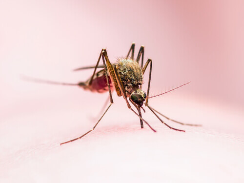 Mygg er en av årsakene til gulfeber.