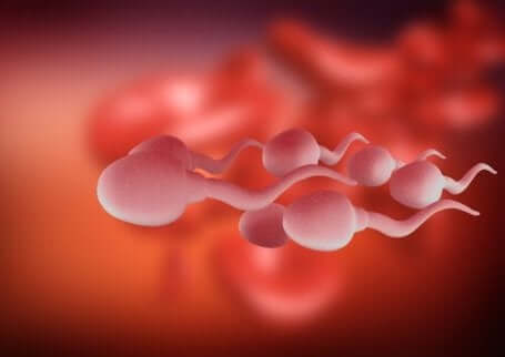 Stramt undertøy og fertilitet hos menn