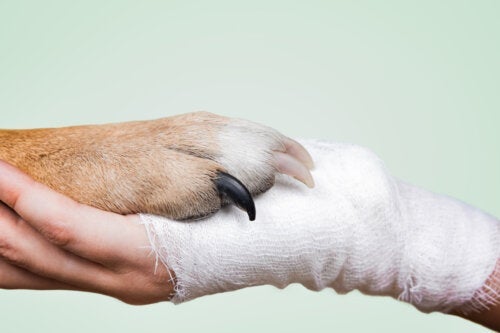 Hundeterapi for tenåringer: Hva du trenger å vite