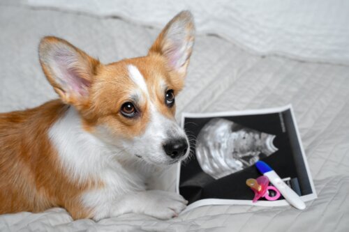 Hunder kan oppdage graviditet: sant eller usant?